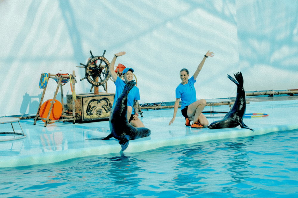 Hai bé hải cẩu biểu diễn vô cùng dễ thương.